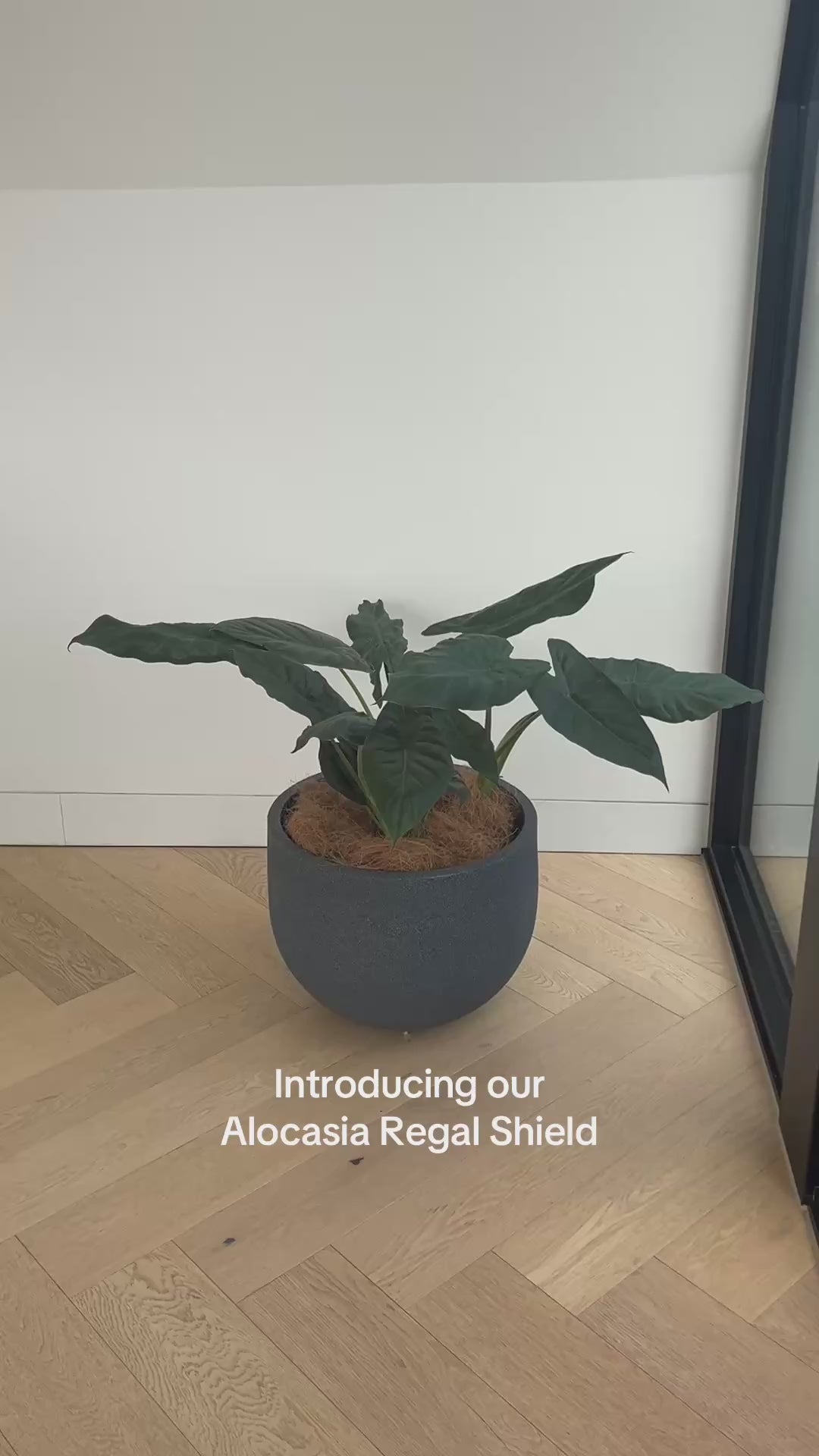 Alocasia Regal Shield 35cm Statement Indoor Plant