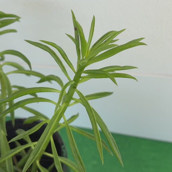 Peperomia Happy Bean/Pincushion (Peperomia Ferreyrae) Indoor Plant 12cm