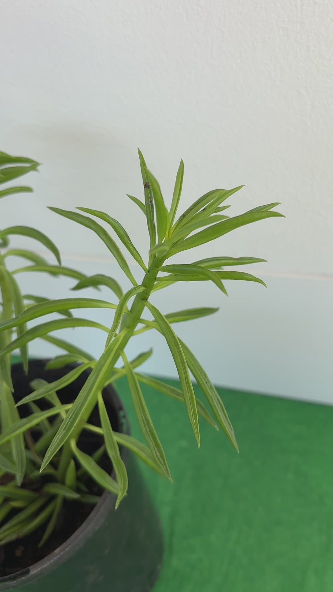 Peperomia Happy Bean/Pincushion (Peperomia Ferreyrae) Indoor Plant 12cm