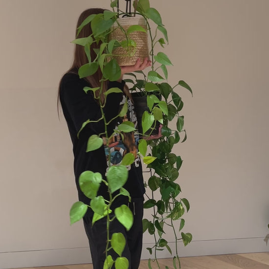 Golden pothos long 12cm indoor plant