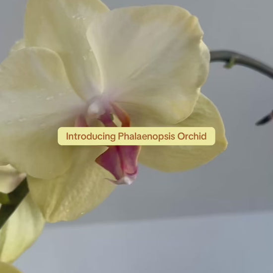 Yellow Orchid (Phalaenopsis Orchid) 17cm