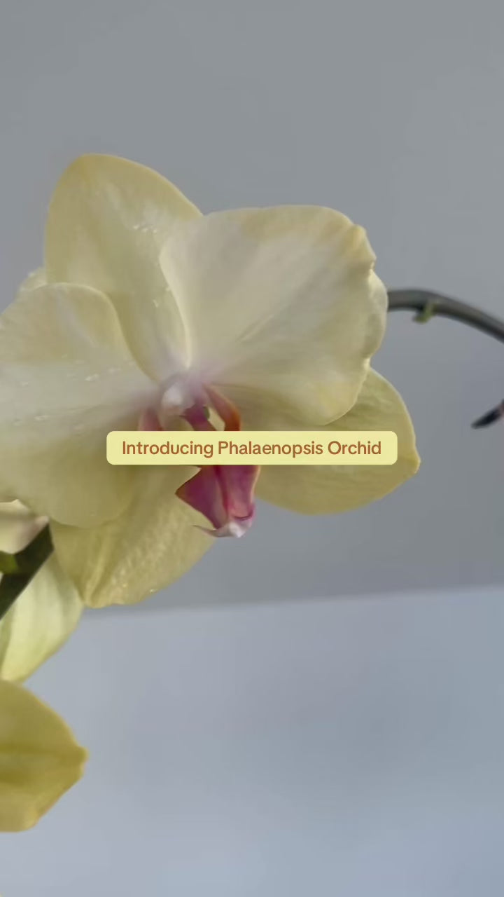 Yellow Orchid (Phalaenopsis Orchid) 17cm