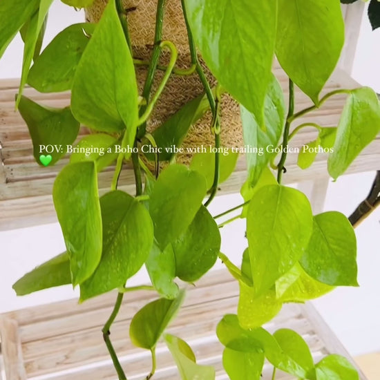 Golden Pothos Epipremnum Indoor Trailing Vine Plant in Boho Chic Hand Woven Jute Pot