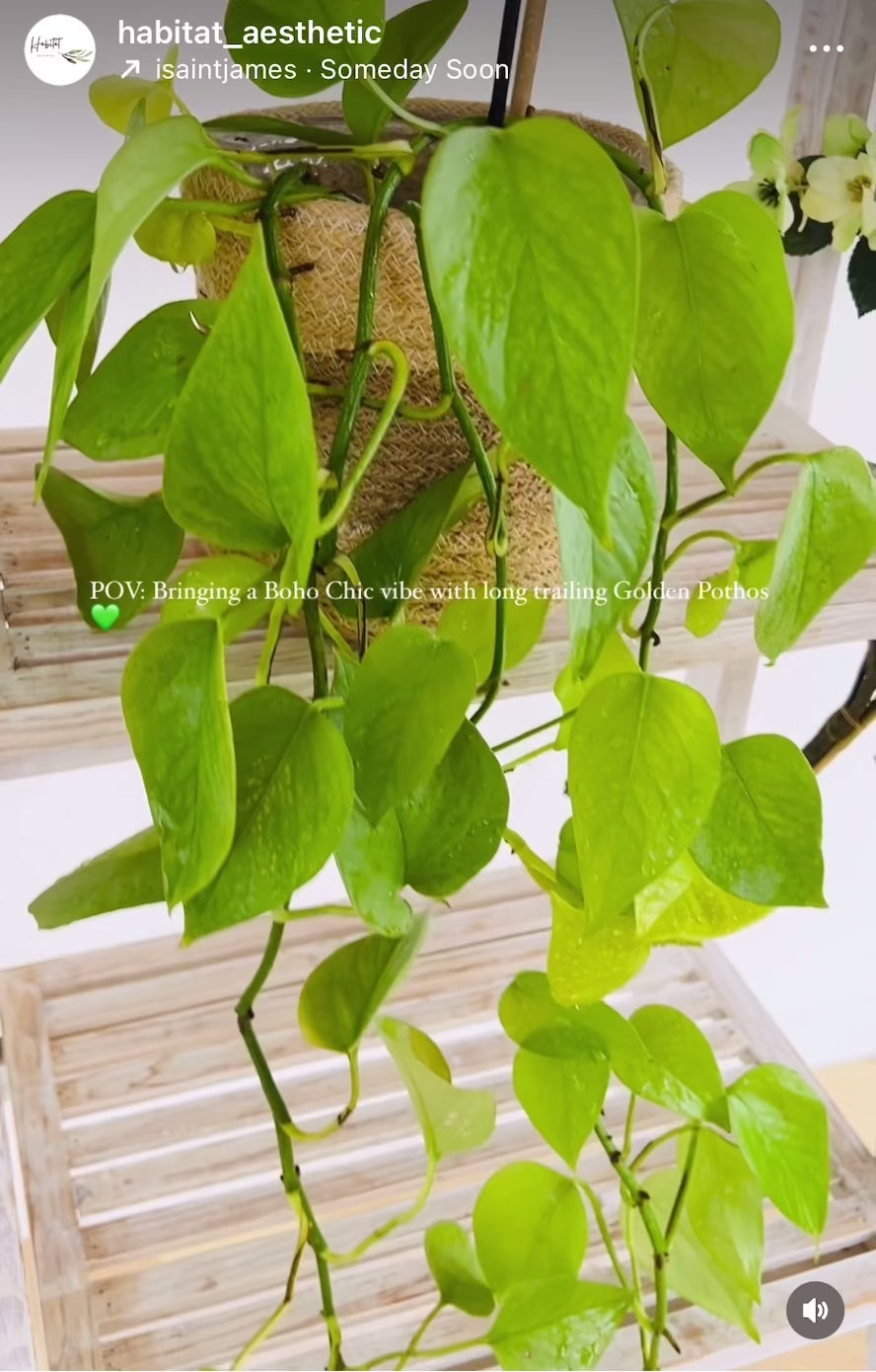 Golden Pothos Epipremnum Indoor Trailing Vine Plant in Boho Chic Hand Woven Jute Pot