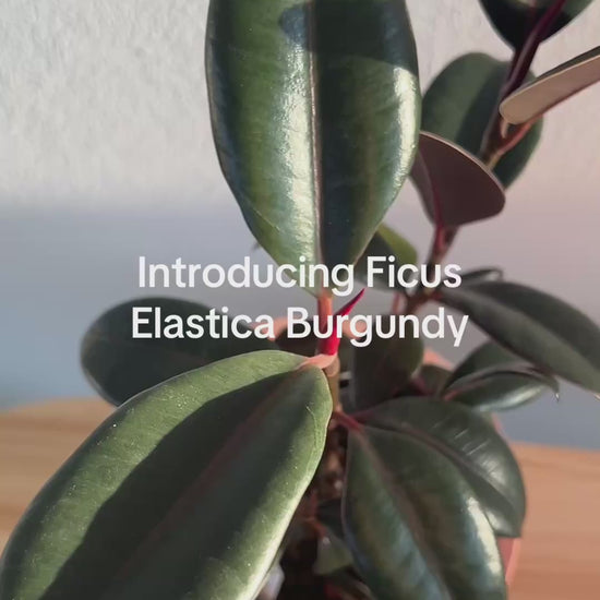 Burgundy Rubber Plant (Ficus Burgundy) Indoor Plant 14cm