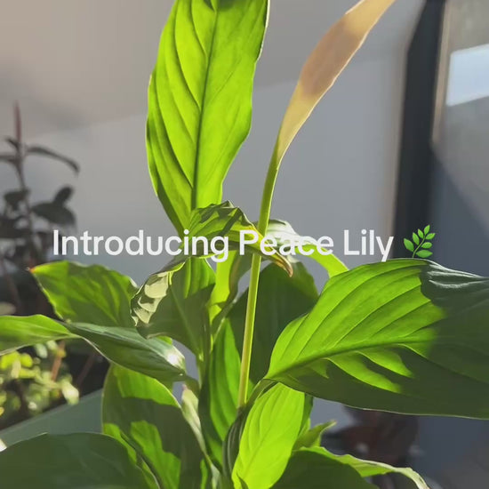 Peace Lily (Spathiphyllum Wallisii) 12cm indoor plant