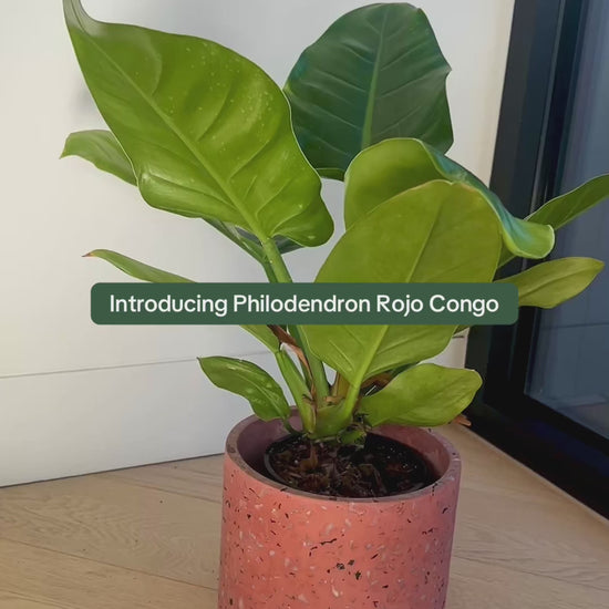 Philodendron Rojo Congo Indoor Plant