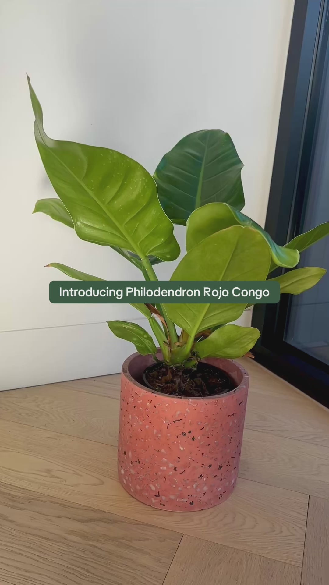 Philodendron Rojo Congo Indoor Plant