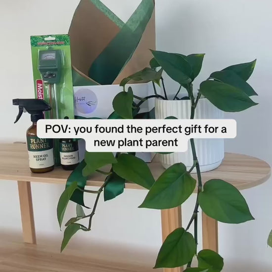 New Plant Parent Gift Box with Devils Ivy Low Maintenance, Plant Runner Neem Oil Leaf Spary and Fertiliser and Moisture and pH Meter