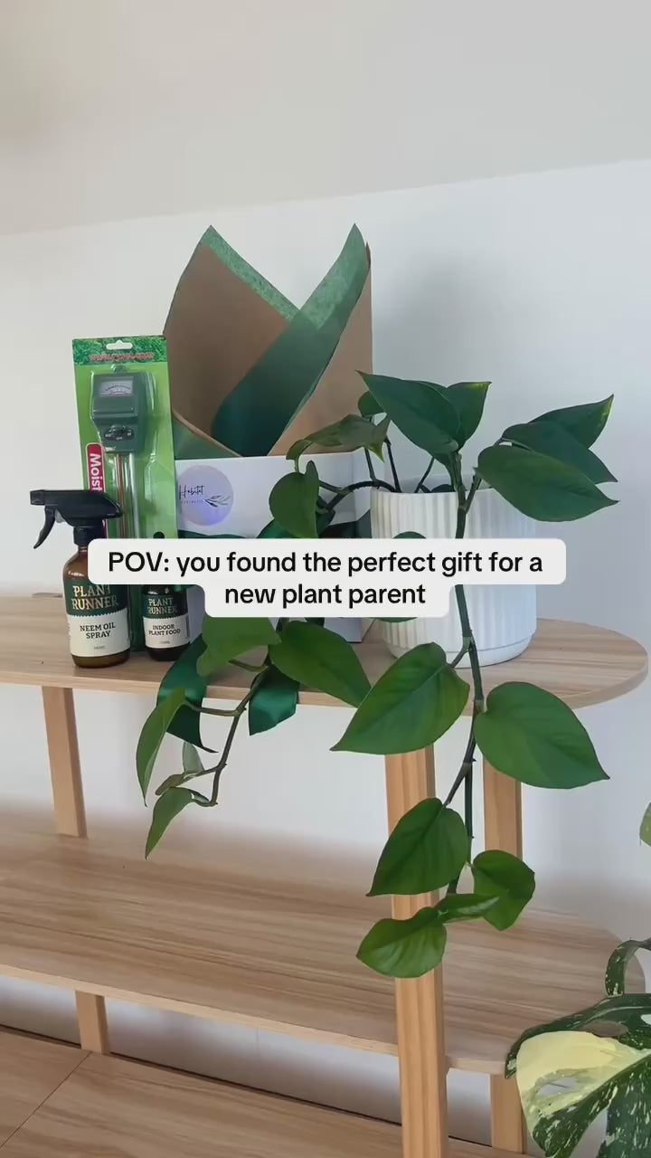 New Plant Parent Gift Box with Devils Ivy Low Maintenance, Plant Runner Neem Oil Leaf Spary and Fertiliser and Moisture and pH Meter