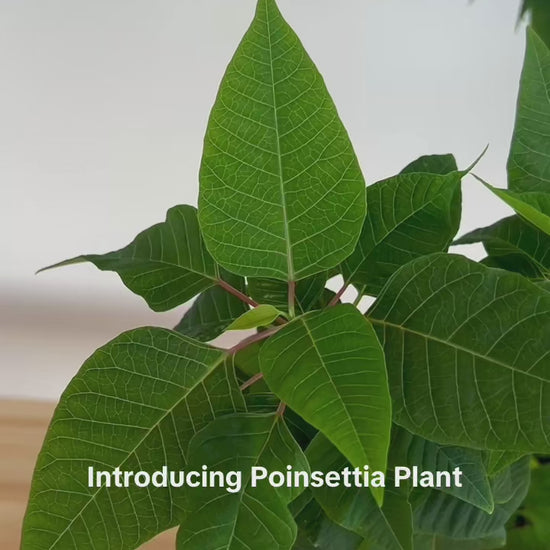 Poinsettia Tree (Euphorbia pulcherrima) 15cm