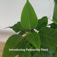 Poinsettia Tree (Euphorbia pulcherrima) 15cm