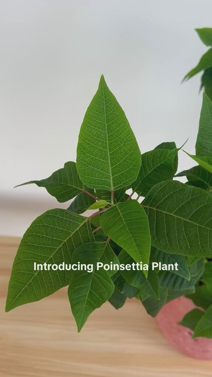 Poinsettia Tree (Euphorbia pulcherrima) 15cm
