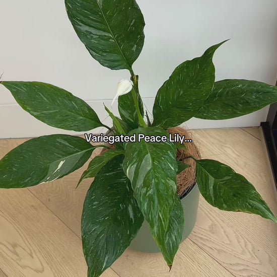 Spathiphyllum Domino Vareigated Peace Lily