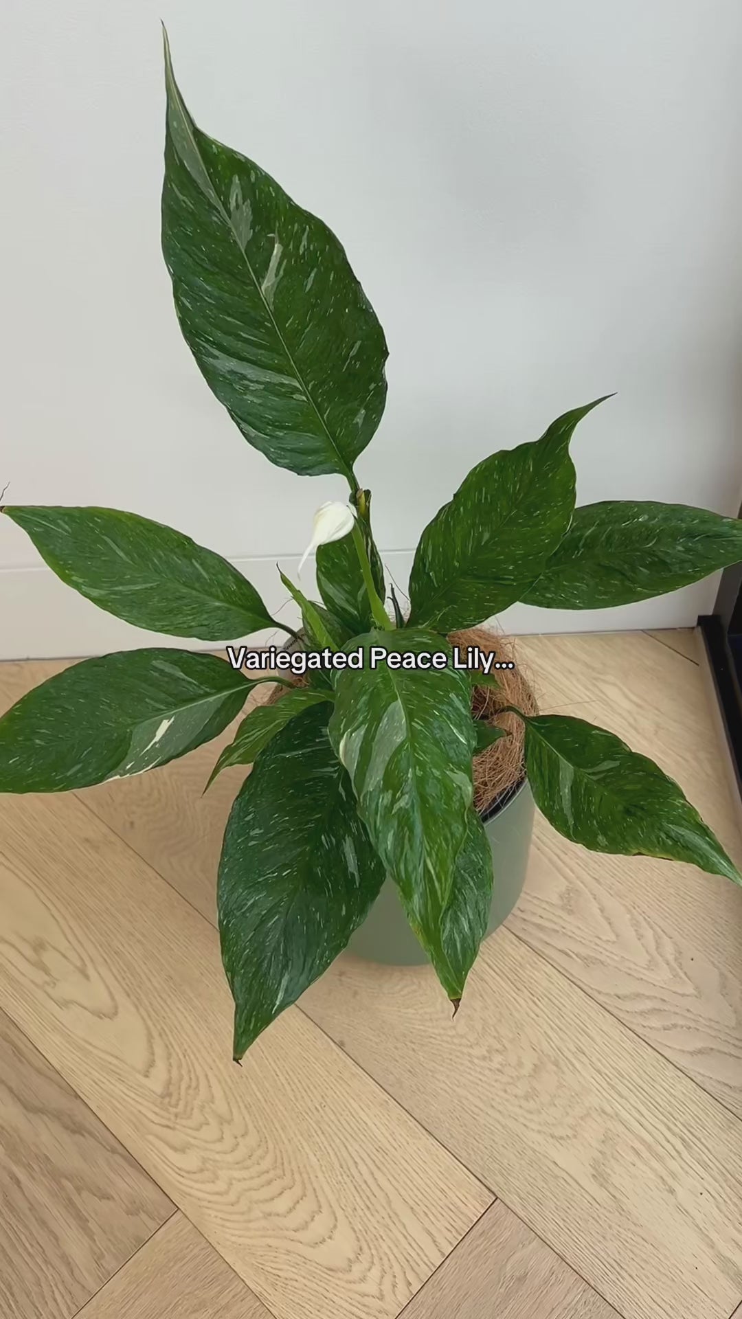 Spathiphyllum Domino Vareigated Peace Lily