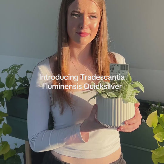 Tradescantia Fluminesis Quicksilver Indoor Plant 12cm Variegated Leaves in White Ribbed Ceramic Pot