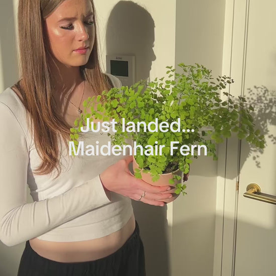Maidenhair Fern Melbourne Plants