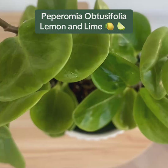 Baby Rubber Plant (Lemon Lime Peperomia Obtusifolia) 14cm