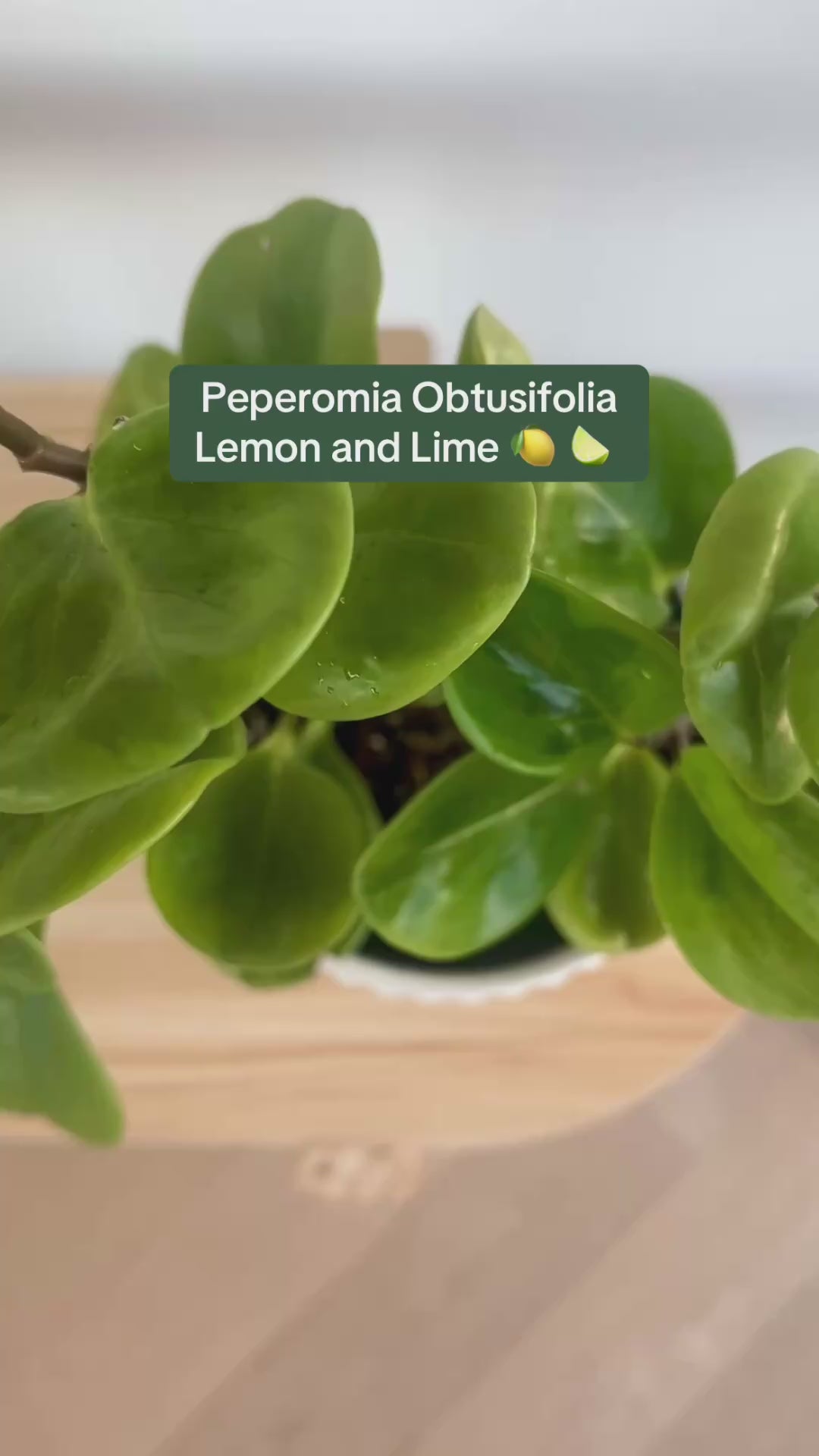 Baby Rubber Plant (Lemon Lime Peperomia Obtusifolia) 14cm