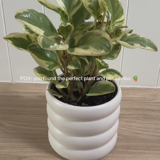 Peperomia Obtipan Bicolour Variegated Rubber Plant 12cm in white coil ceramic pot