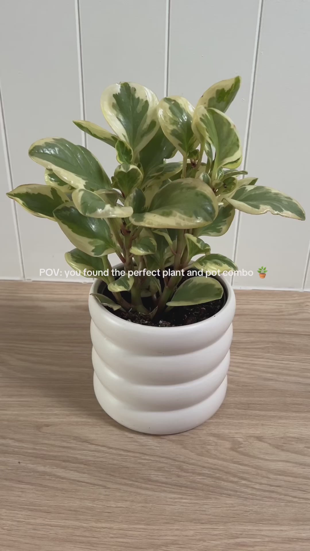 Peperomia Obtipan Bicolour Variegated Rubber Plant 12cm in white coil ceramic pot