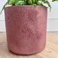 Textured rose pink concrete pot 14cm pictured with Leopard Lily foliage