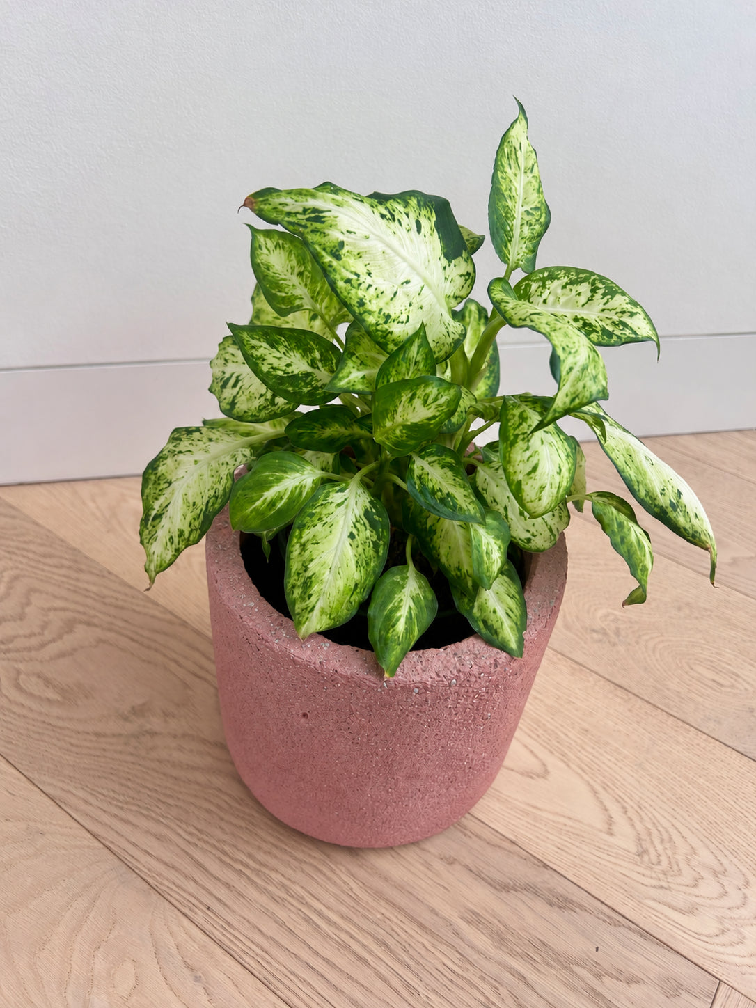 Top view of Leopard Lily foliage in the rose pink concrete pot 14cm