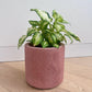 Rose pink concrete pot 14cm with Leopard Lily (Dieffenbachia maculata) on a timber floor