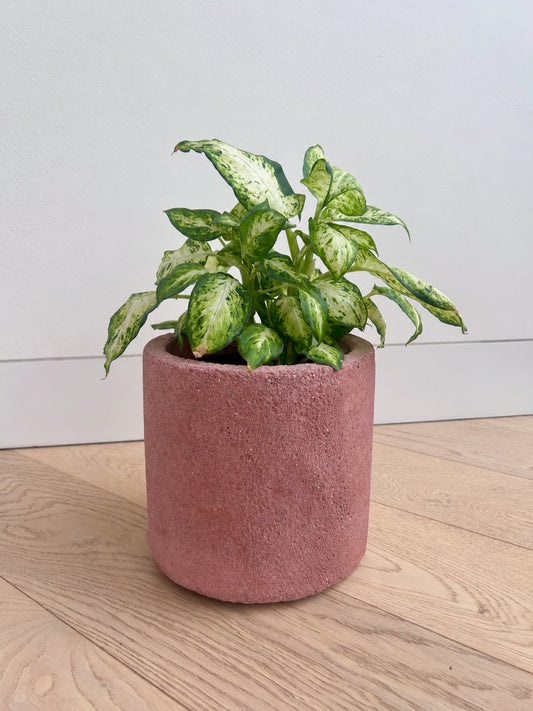 Rose pink concrete pot 14cm with Leopard Lily (Dieffenbachia maculata) on a timber floor