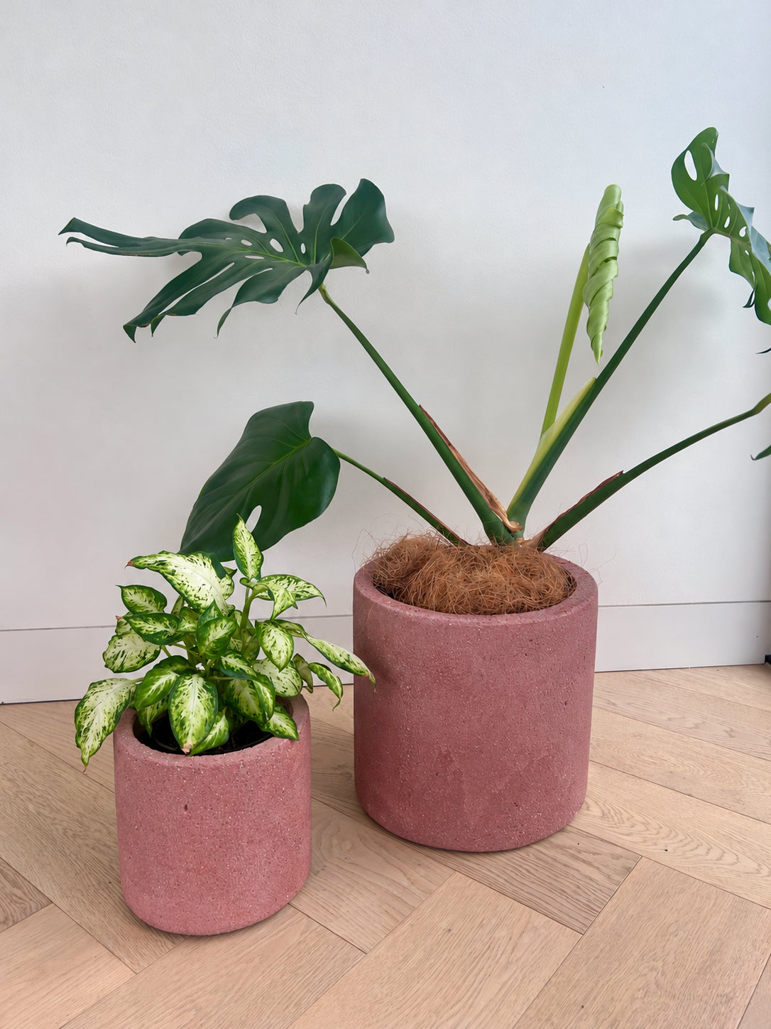 Rose pink concrete pot 14cm with Leopard Lily beside the matching 24cm pot with Monstera, sold separately