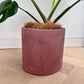 Rose pink concrete pot 24cm with Monstera deliciosa, showing the textured finish