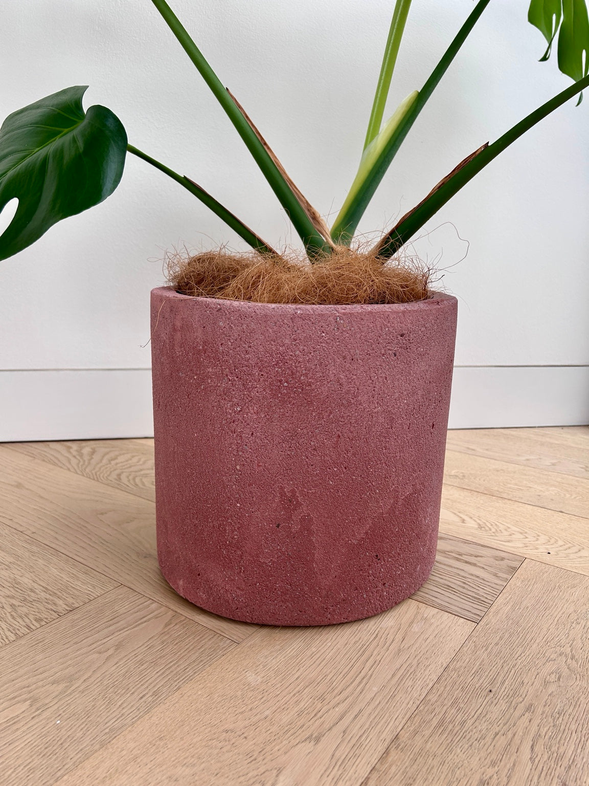 Rose pink concrete pot 24cm with Monstera deliciosa, showing the textured finish