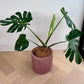 Monstera deliciosa in a rose pink concrete pot 24cm on a timber floor