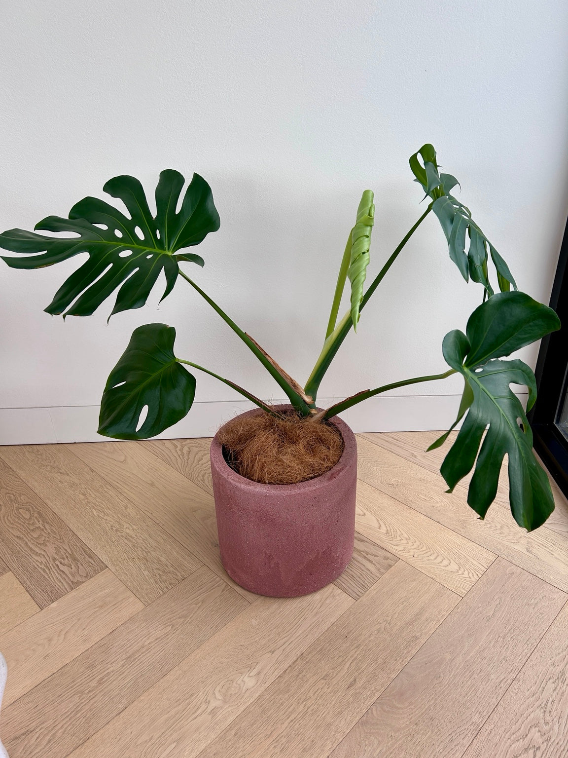 Monstera deliciosa in a rose pink concrete pot 24cm on a timber floor