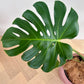Monstera deliciosa leaf detail above the rose pink concrete pot 24cm