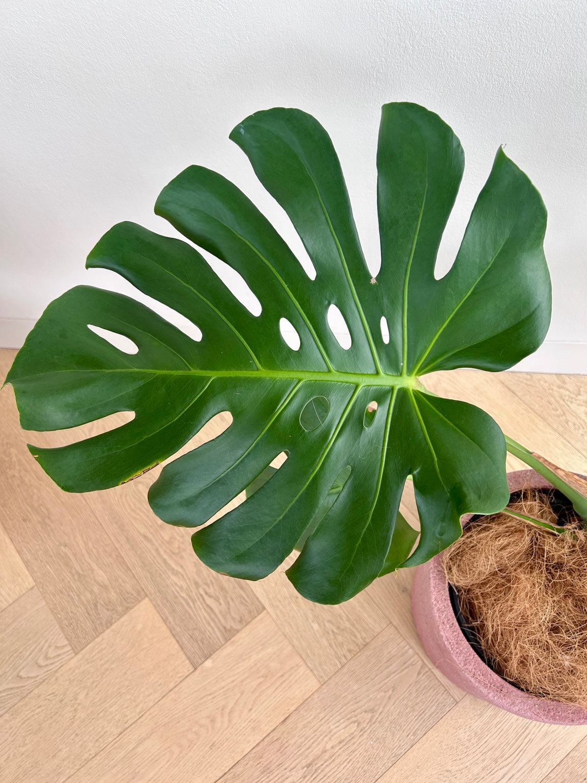 Monstera deliciosa leaf detail above the rose pink concrete pot 24cm