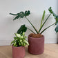 Monstera deliciosa in a rose pink concrete pot 24cm beside the matching 14cm pot, sold separately