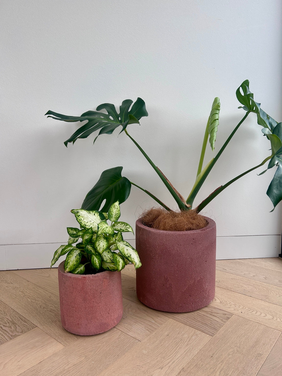 Monstera deliciosa in a rose pink concrete pot 24cm beside the matching 14cm pot, sold separately