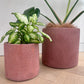 Textured rose pink concrete pots in 14cm and 24cm sizes; larger pot and Monstera sold separately