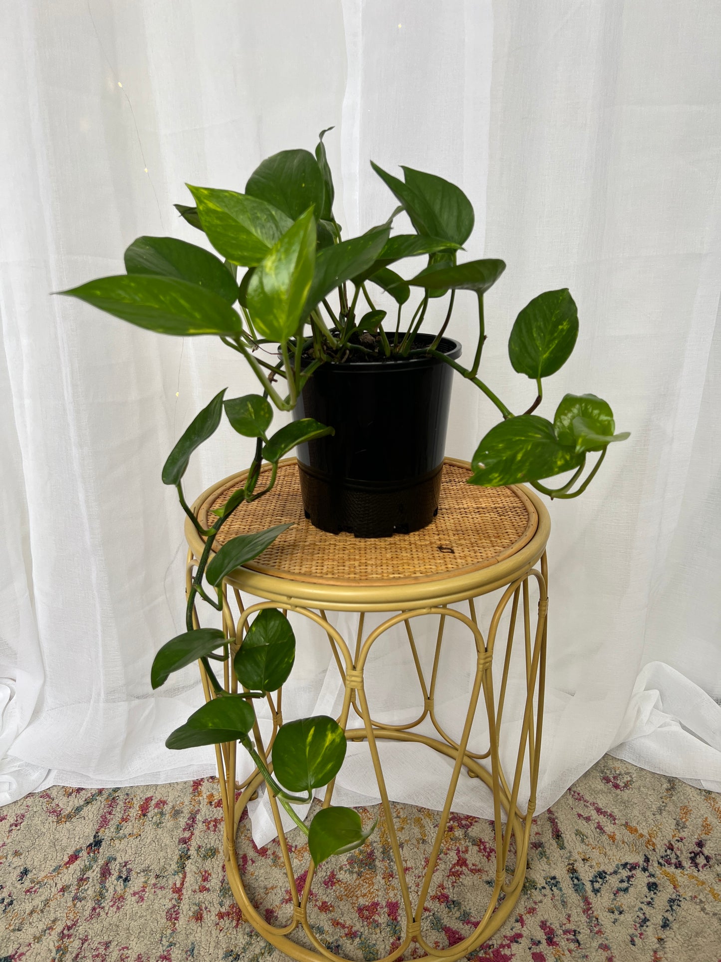 Devil's Ivy Indoor Plant (Epipremnum Aureum Ivy) 18cm Boho Chic Décor