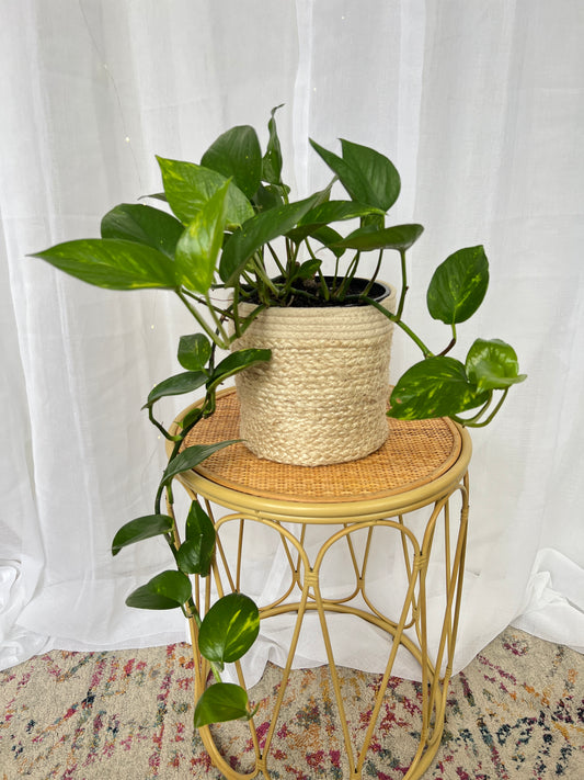 Devil's Ivy Indoor Plant (Epipremnum Aureum Ivy) 18cm in Hand Woven Planter Pot Boho Chic Décor