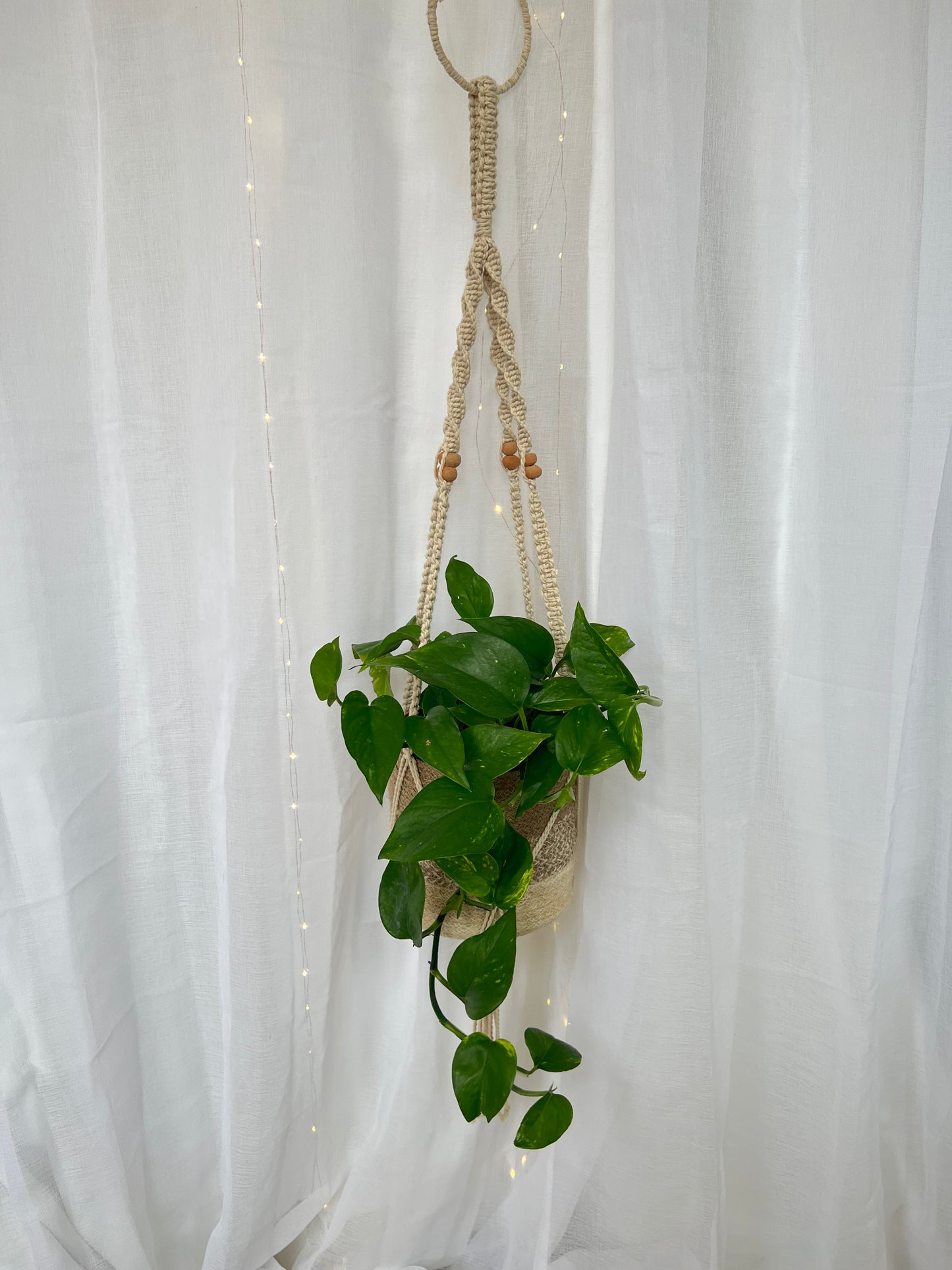Devils Ivy Epipremnum Aureum Indoor Plant 18cm in Jute/Holga Pot and Braided Macrame 1.2m Coastal Earthy Boho Chic Decor