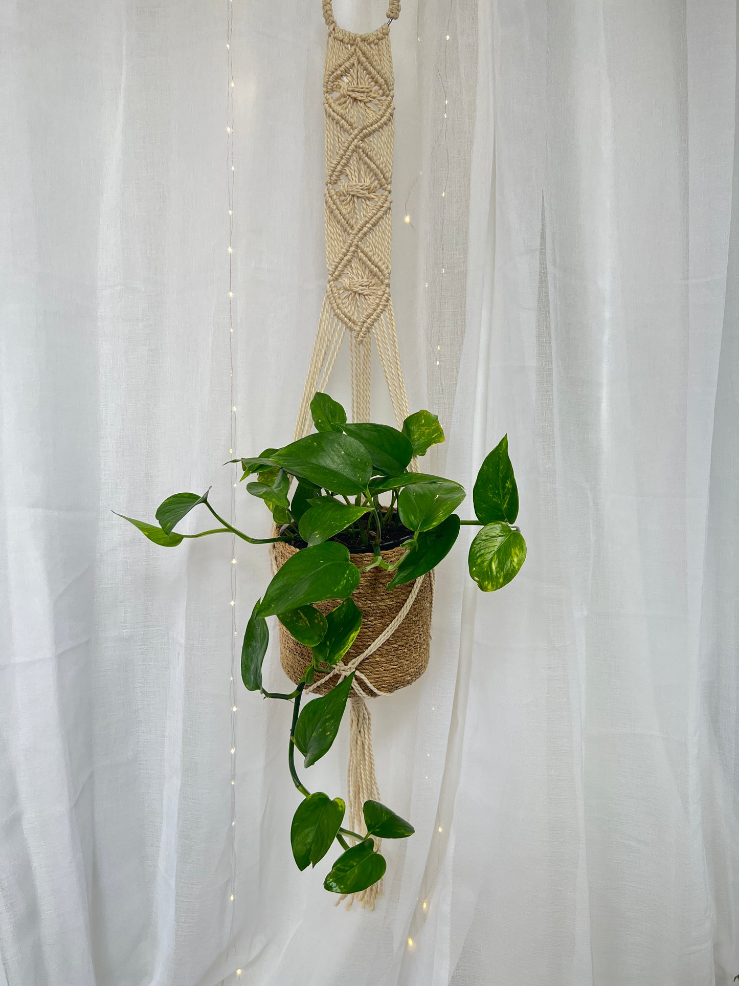Devils Ivy Epipremnum Aureum Indoor Plant 18cm in Jute/Holga Pot and Braided Macrame 1.2m Coastal Earthy Boho Chic Decor