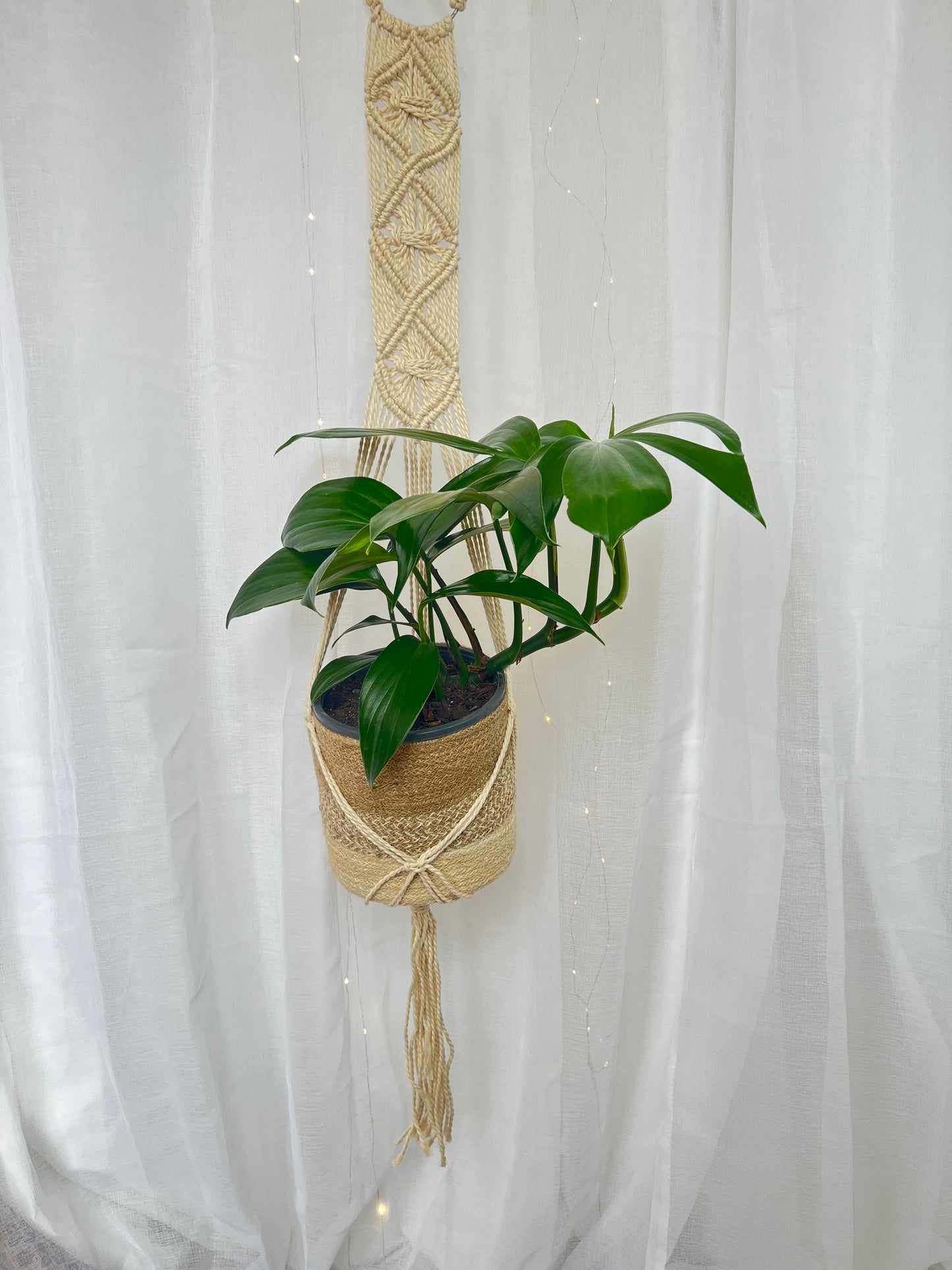 Dragon's Tail Plant Epipremnum Pinnatum 18cm Indoor Plant in Hand Woven Pot Planter and Macramé 120cm Boho Chic Room Décor