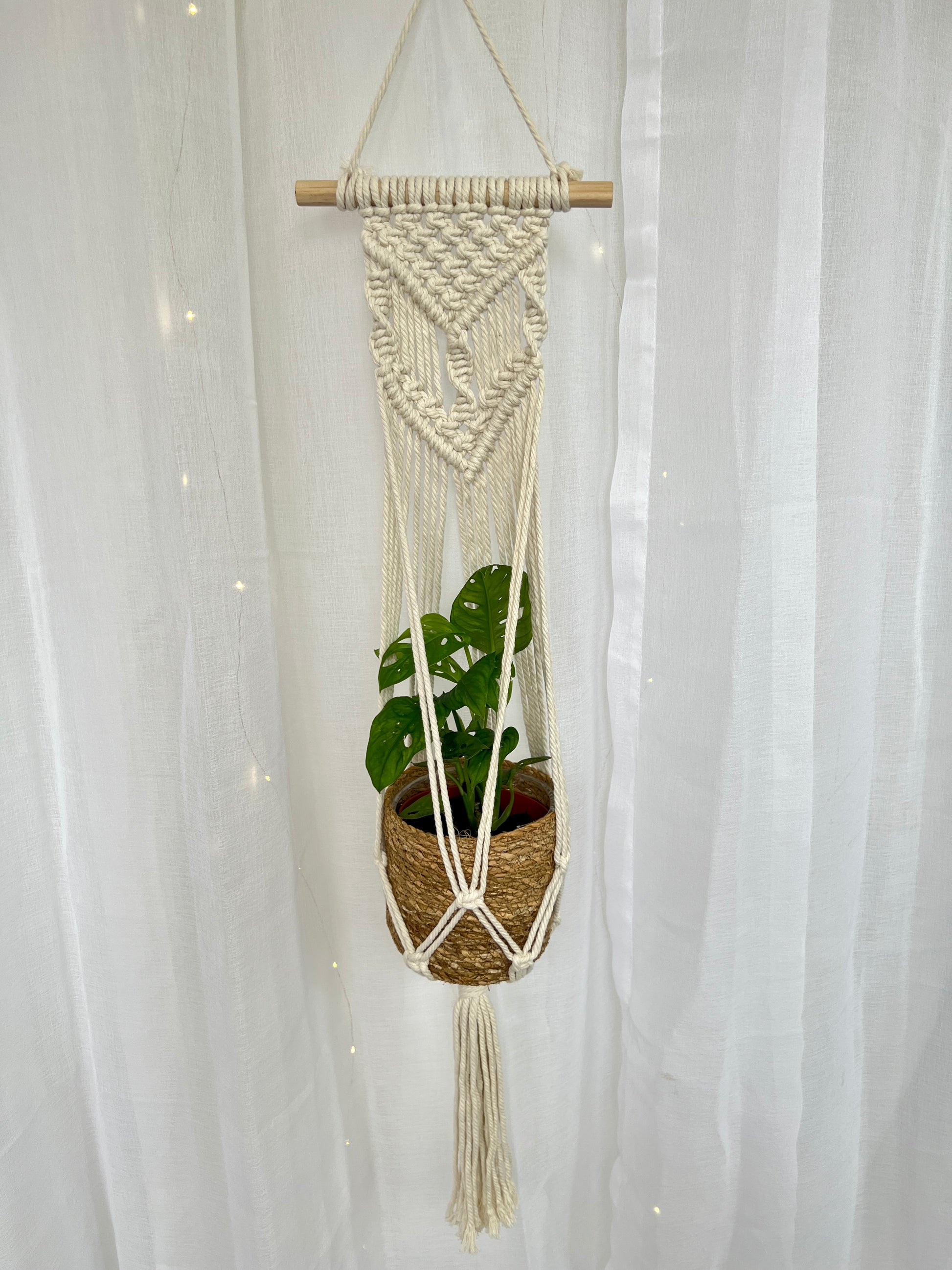 Monstera Monkey Mask Adansonii Plant (Swiss Cheese Plant) with Pot and Macrame Plant Hanger