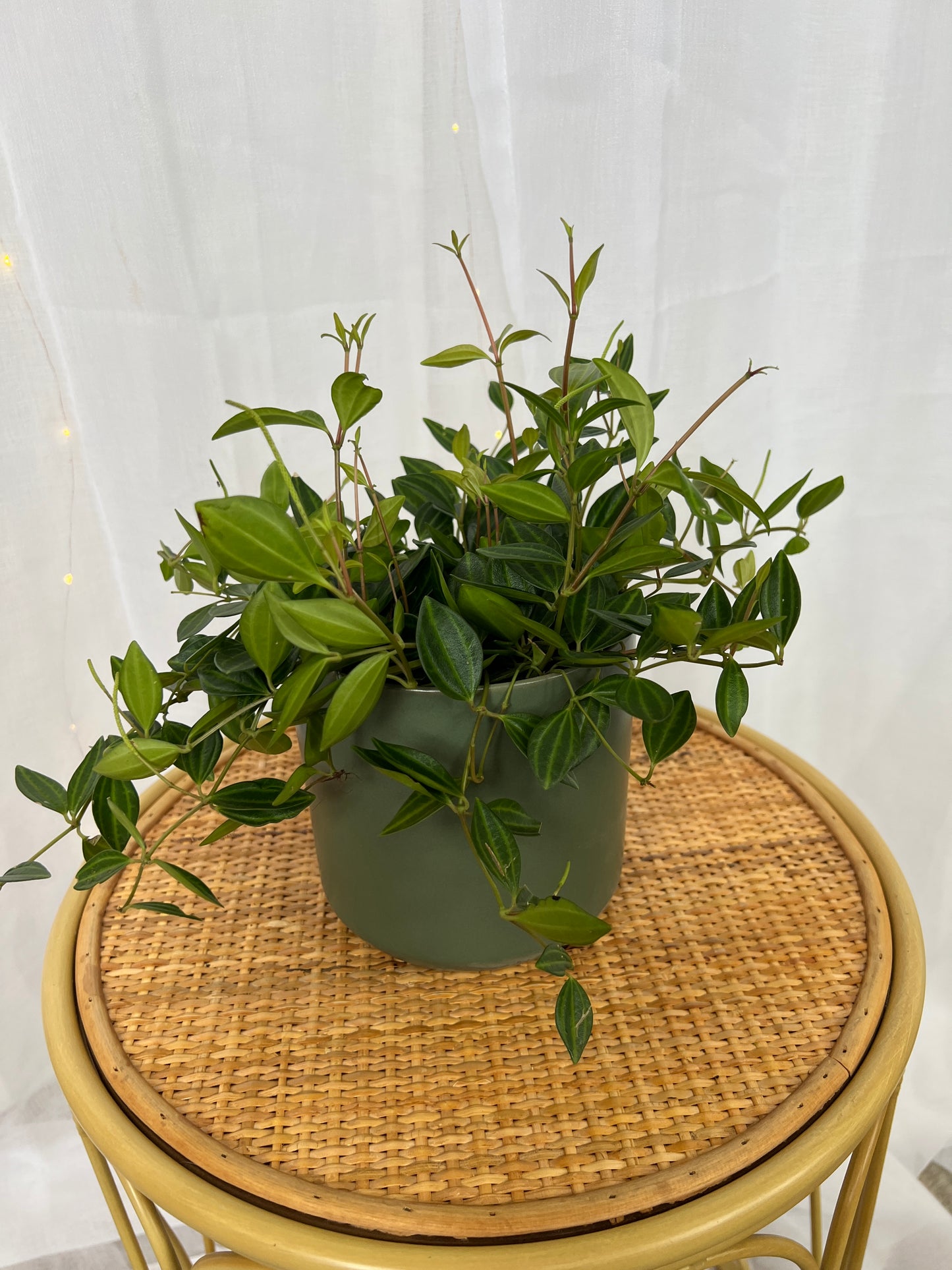 Olive Green Ceramic Plant Pot 12cm