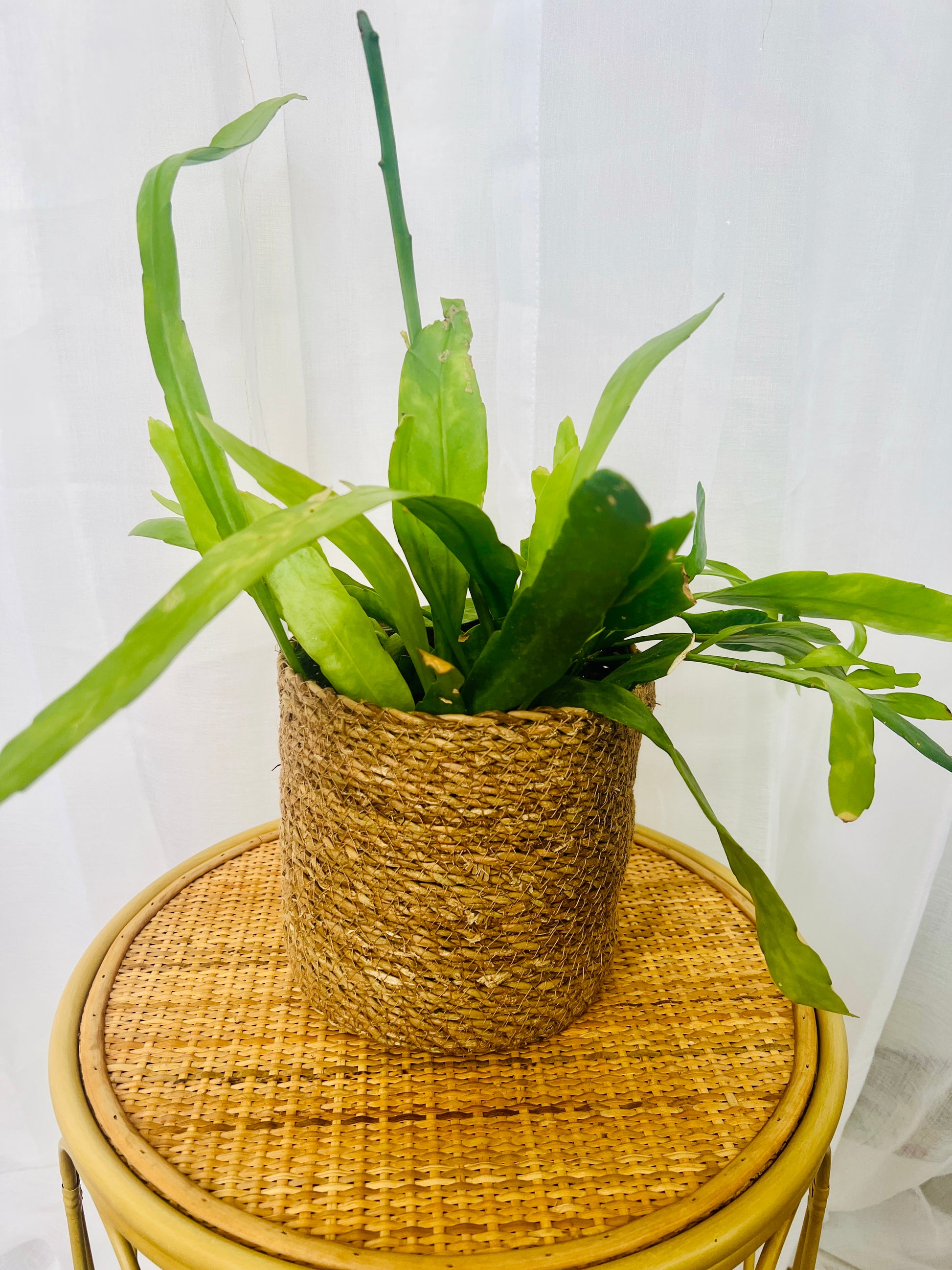 Orchid Cactus (Rhipsalis Disocactus Nelsonii) 15cm Indoor Plant in Hand Woven Planter Pot and Macramé 120cm Boho Chic Décor