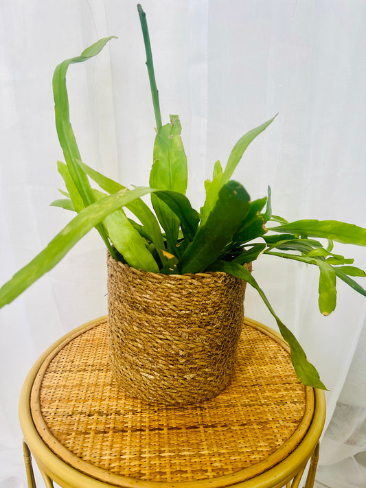 Orchid Cactus (Rhipsalis Disocactus Nelsonii) 15cm Indoor Plant in Hand Woven Planter Pot and Macramé 120cm Boho Chic Décor