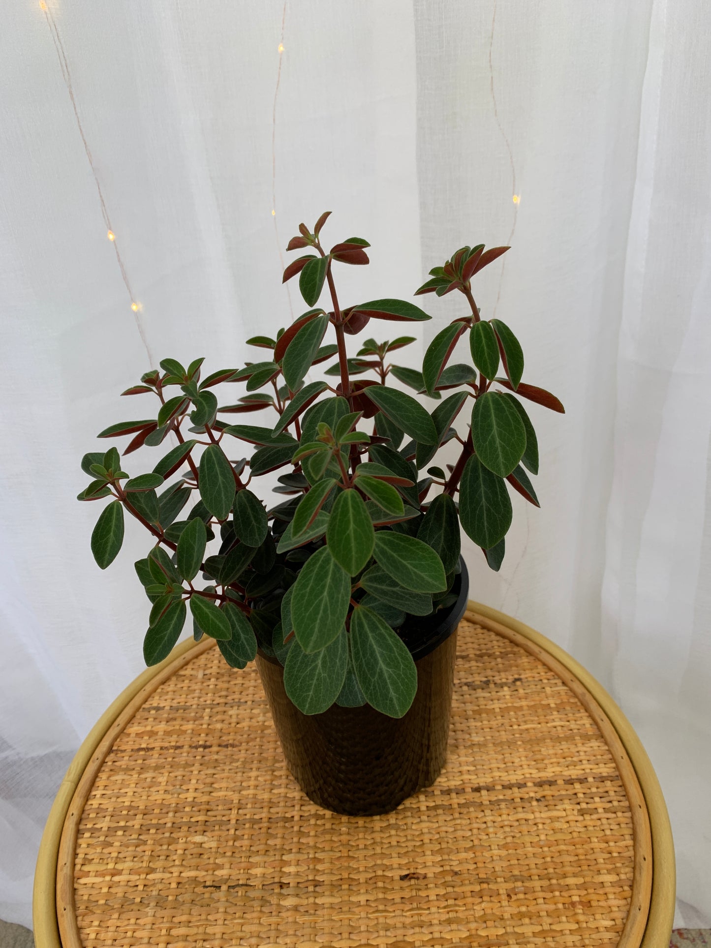 Peperomia Red Log (Peperomia Verticillata) Indoor Plant 13cm in Holga/Jute Hand Woven Planter Pot Boho Chic Décor