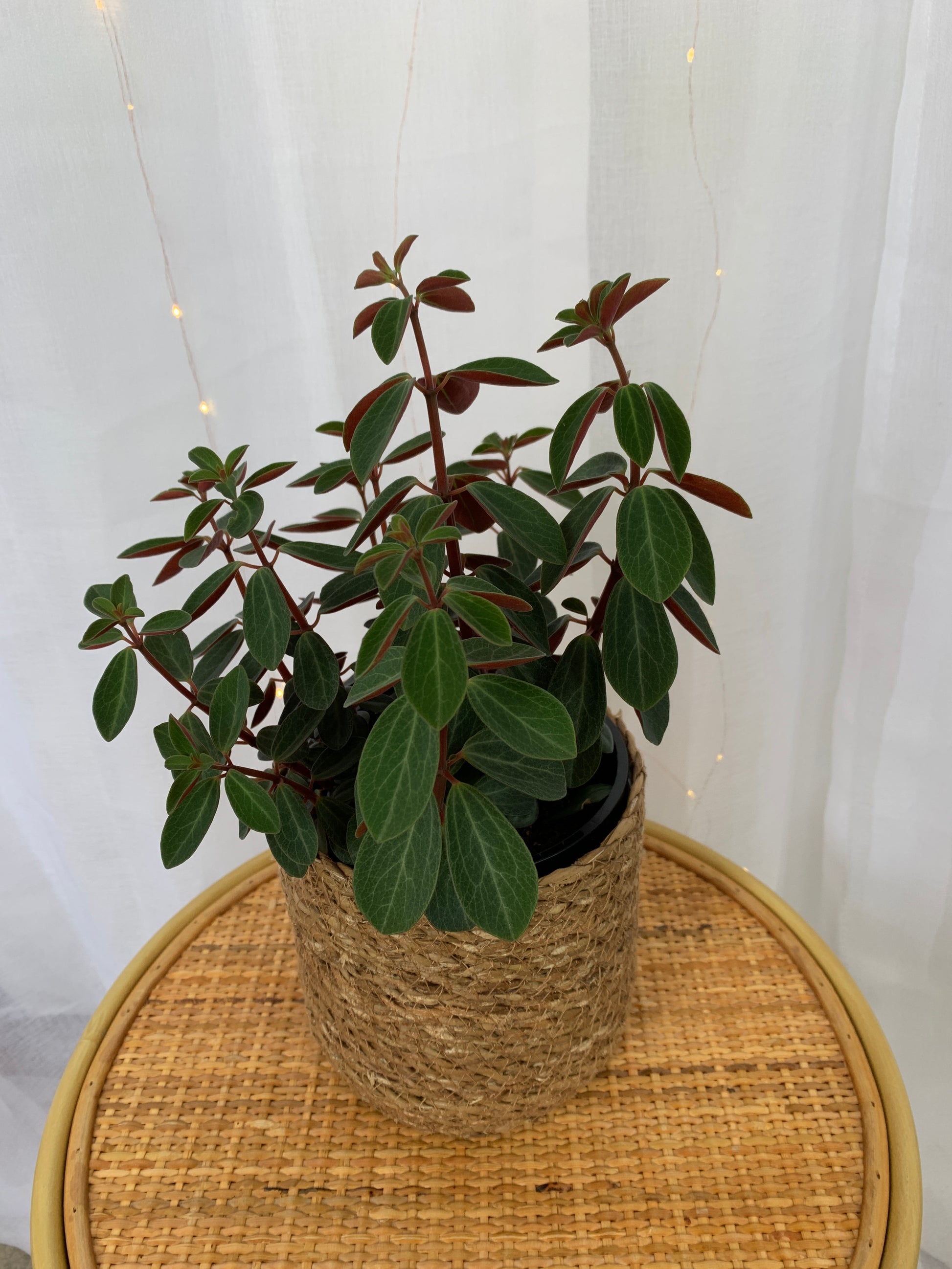 Peperomia Red Log (Peperomia Verticillata) Indoor Plant 13cm in Holga/Jute Hand Woven Planter Pot Boho Chic Décor